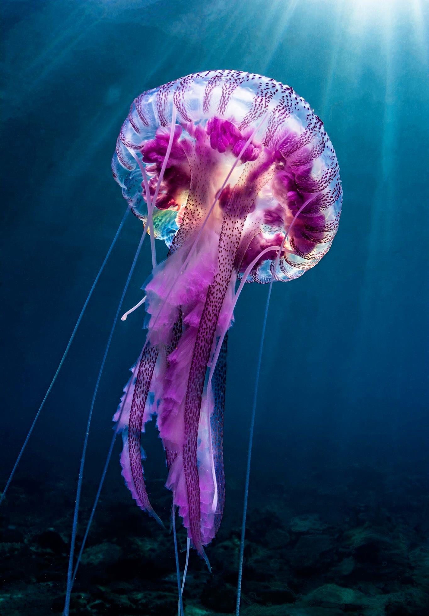 Jellyfish