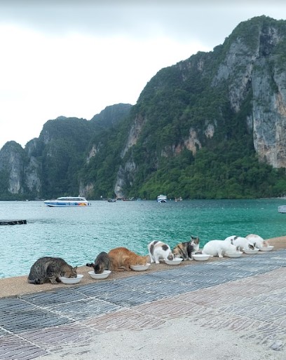 cats eating infront of ocean