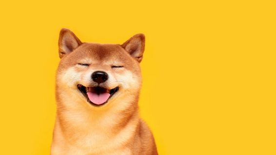 smiling shiba