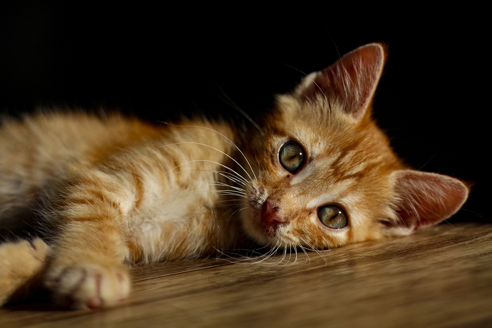 Orange tabby cat