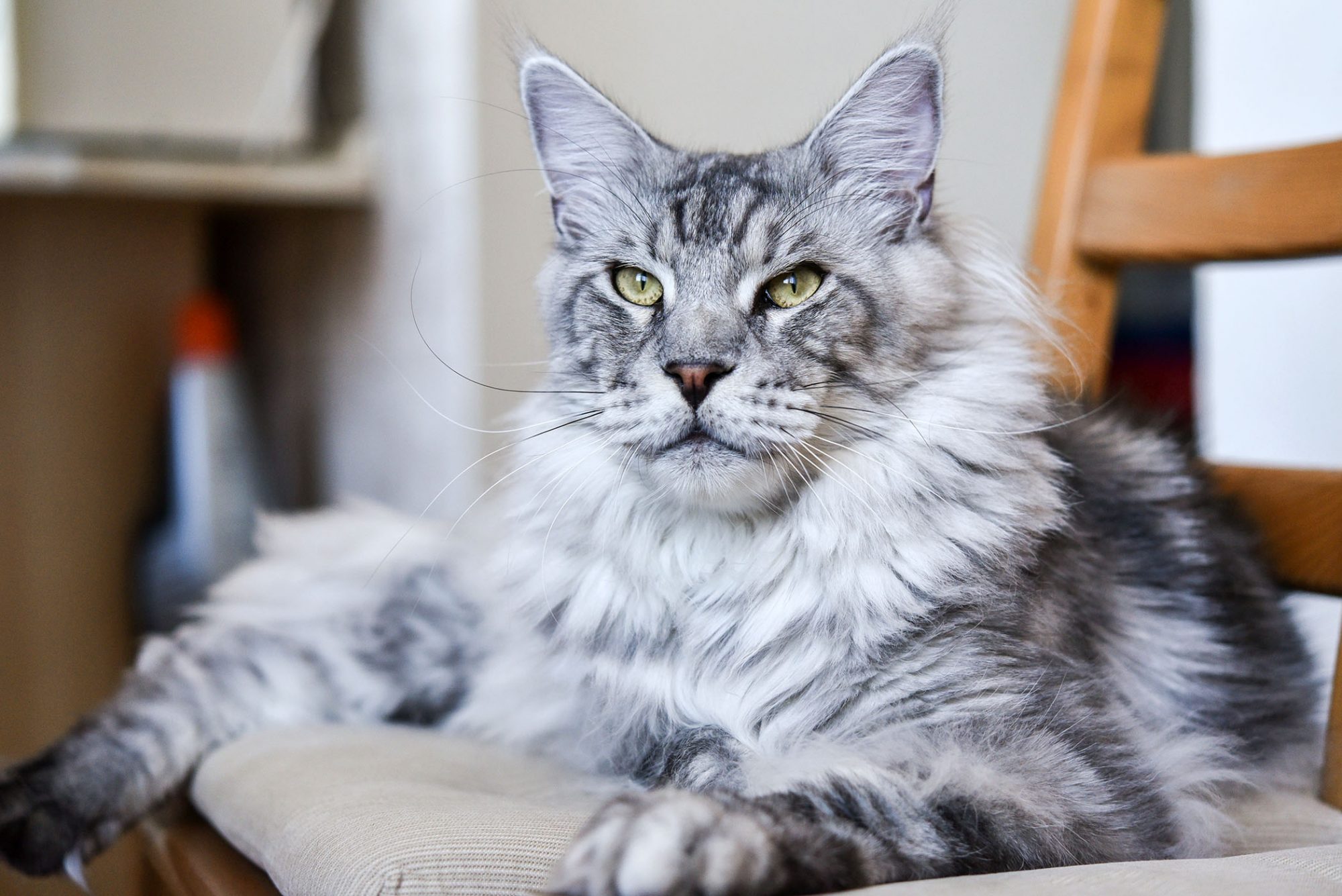 Maine Coon