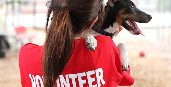 Animal Volunteer
