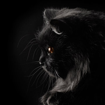 a black cat