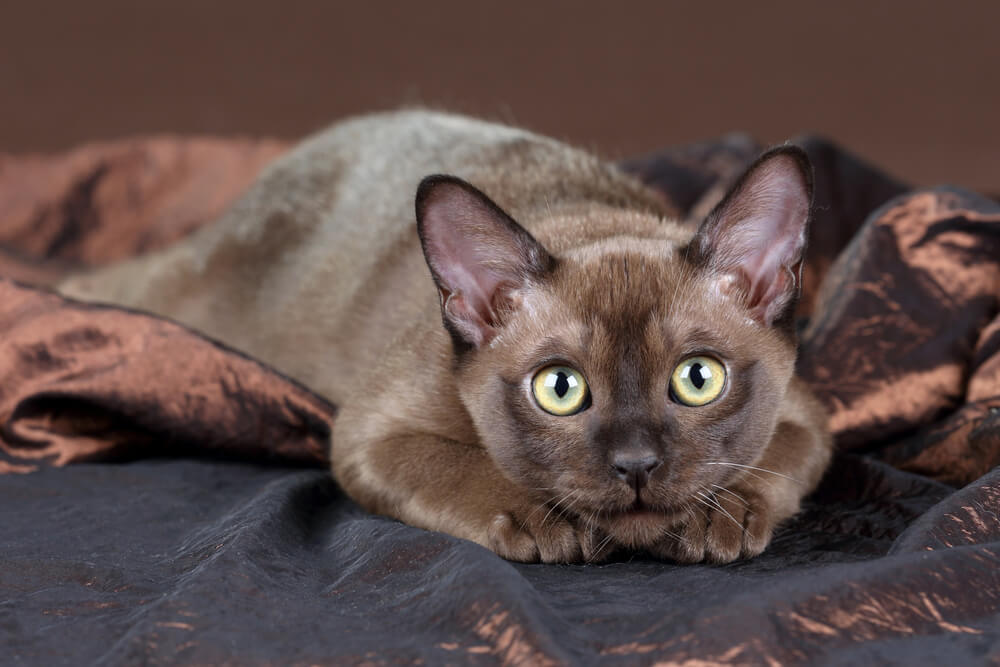 burmese cat