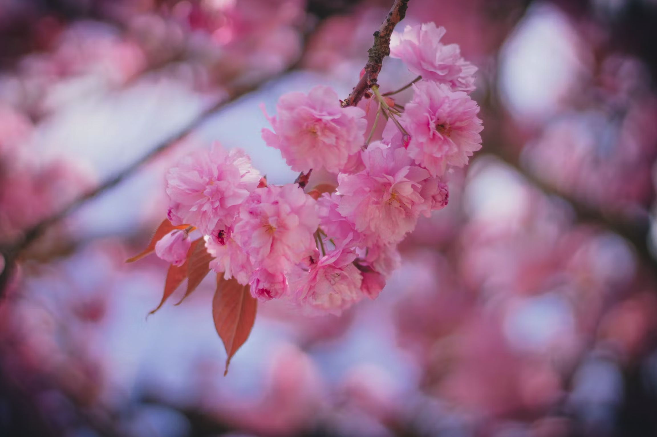 cherry blossom