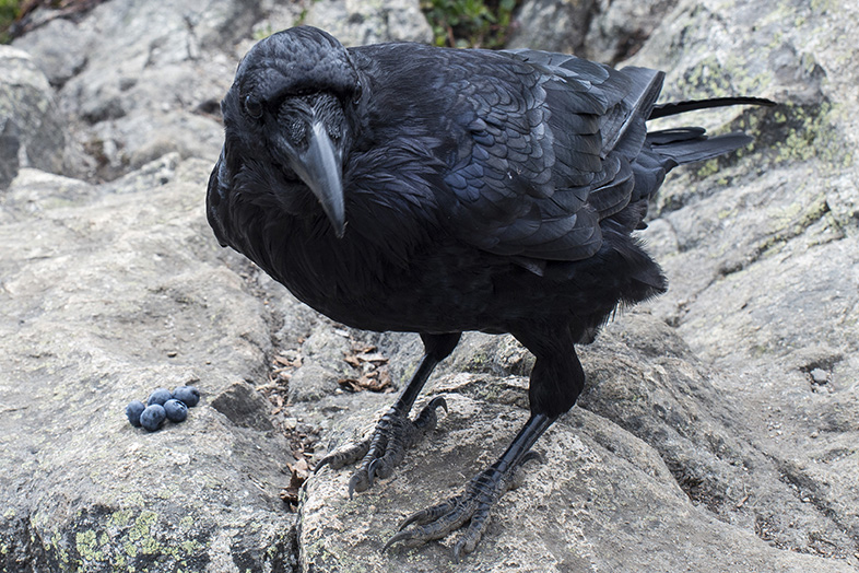 Raven with Blueberries