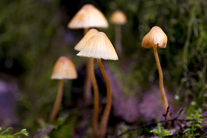 mushrooms