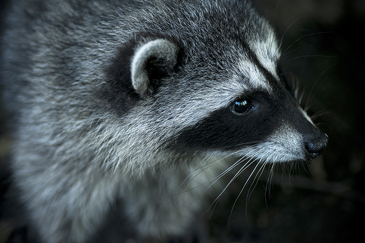 raccoon