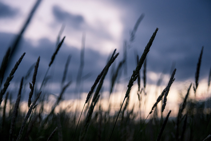 Wheat at Dusk