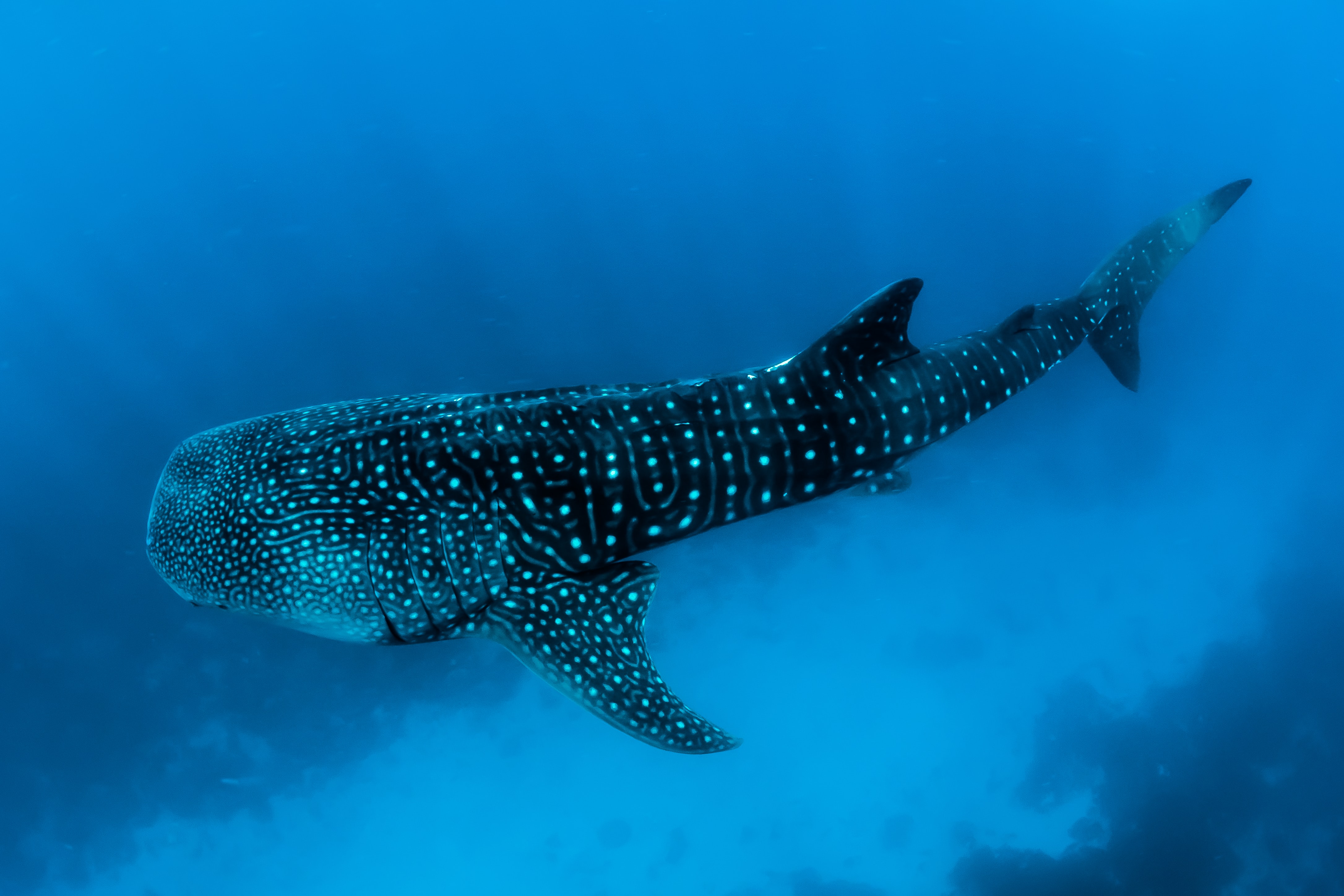 whaleshark