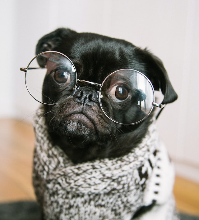 Dog in glasses