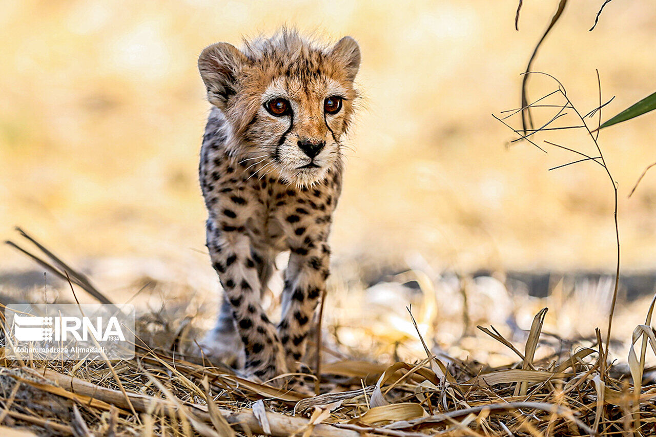 Pirouz Iranian cheetah cub
