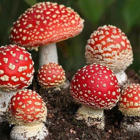 Trooping fly agarics