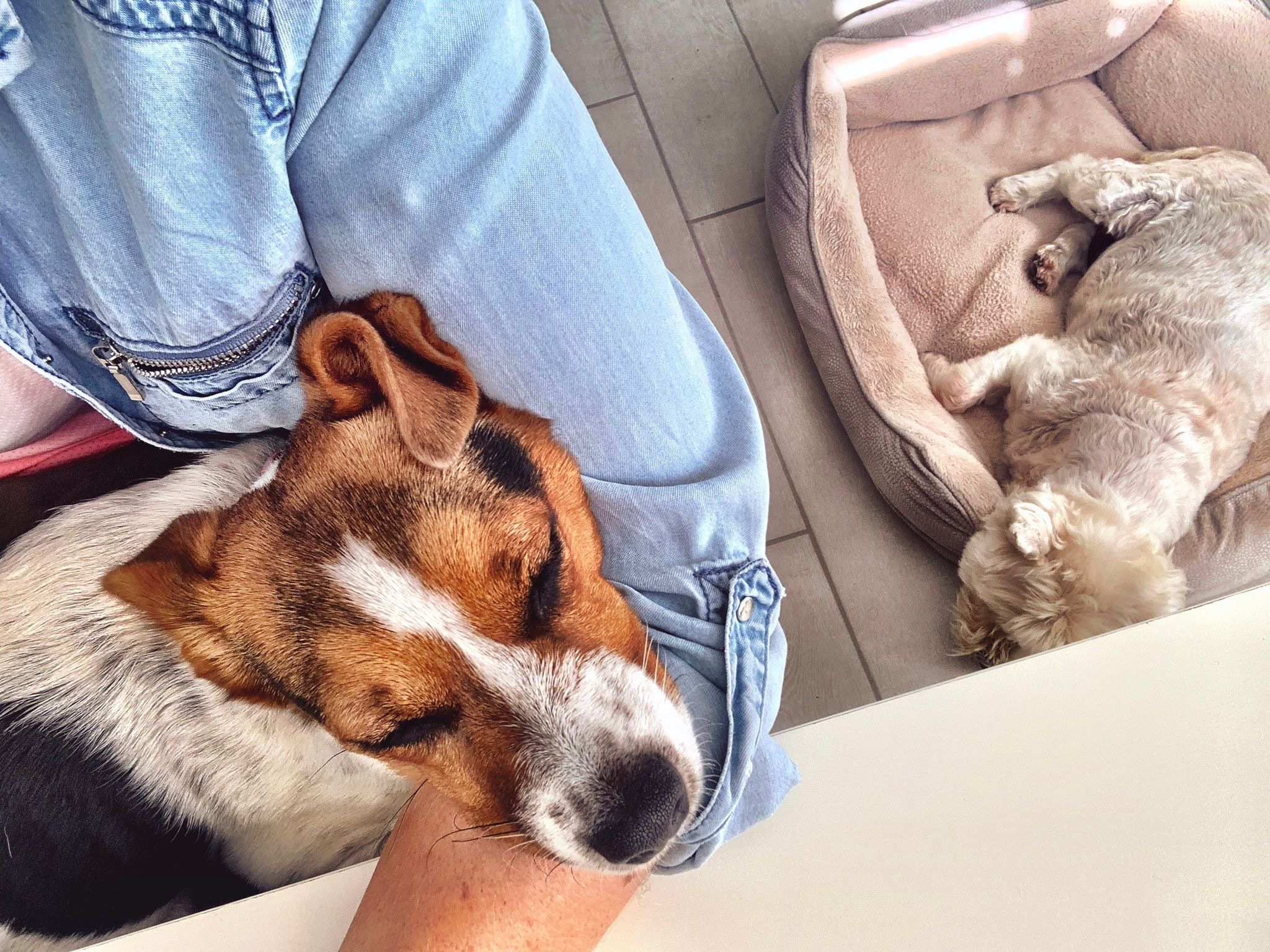 me sitting at desk with 1 dog on lap and 1 dog next to me