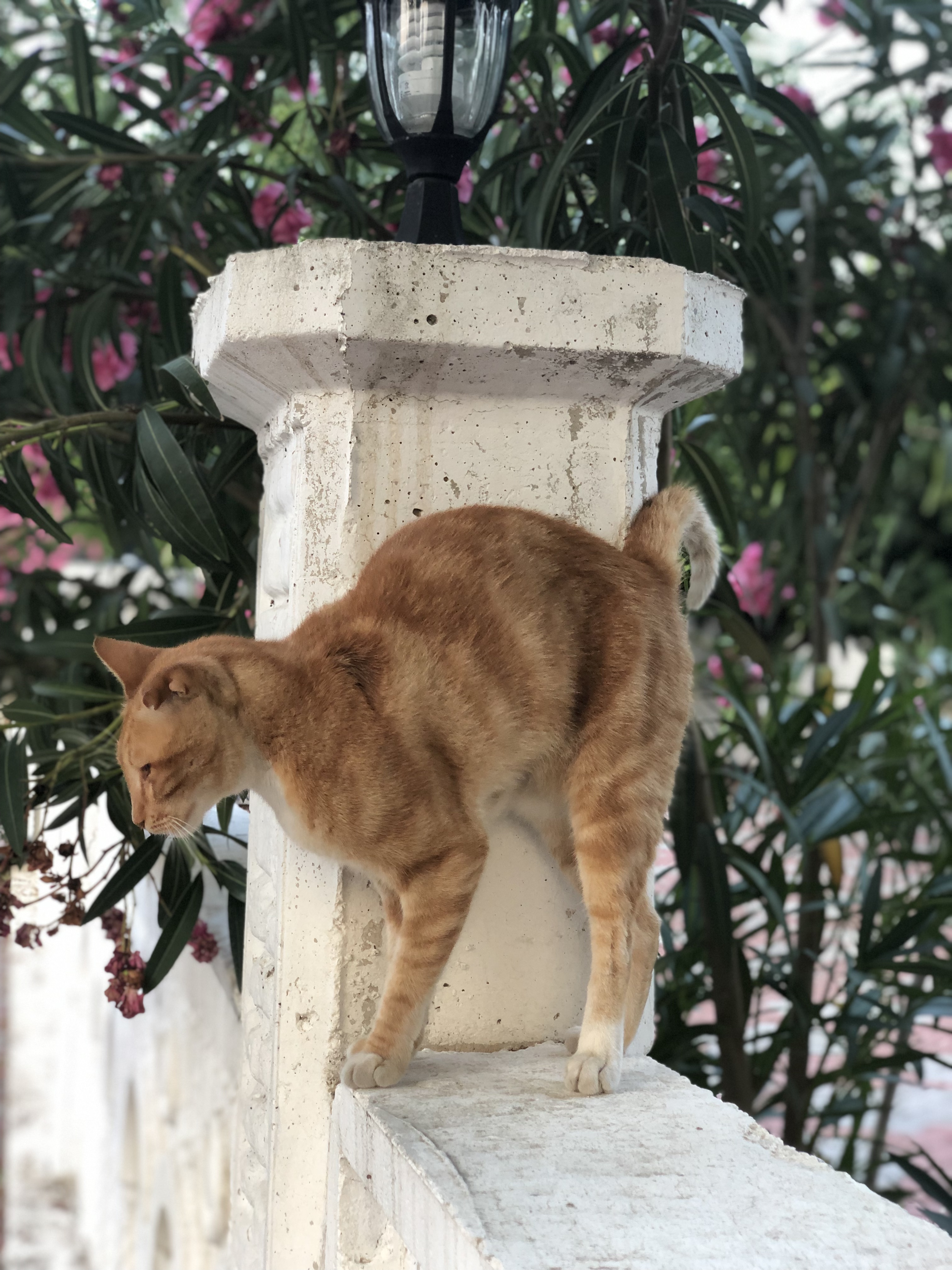 🐶Veterinary Clinic