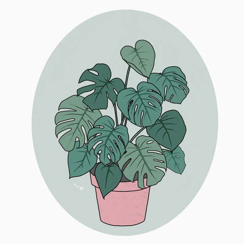 Plant Gif