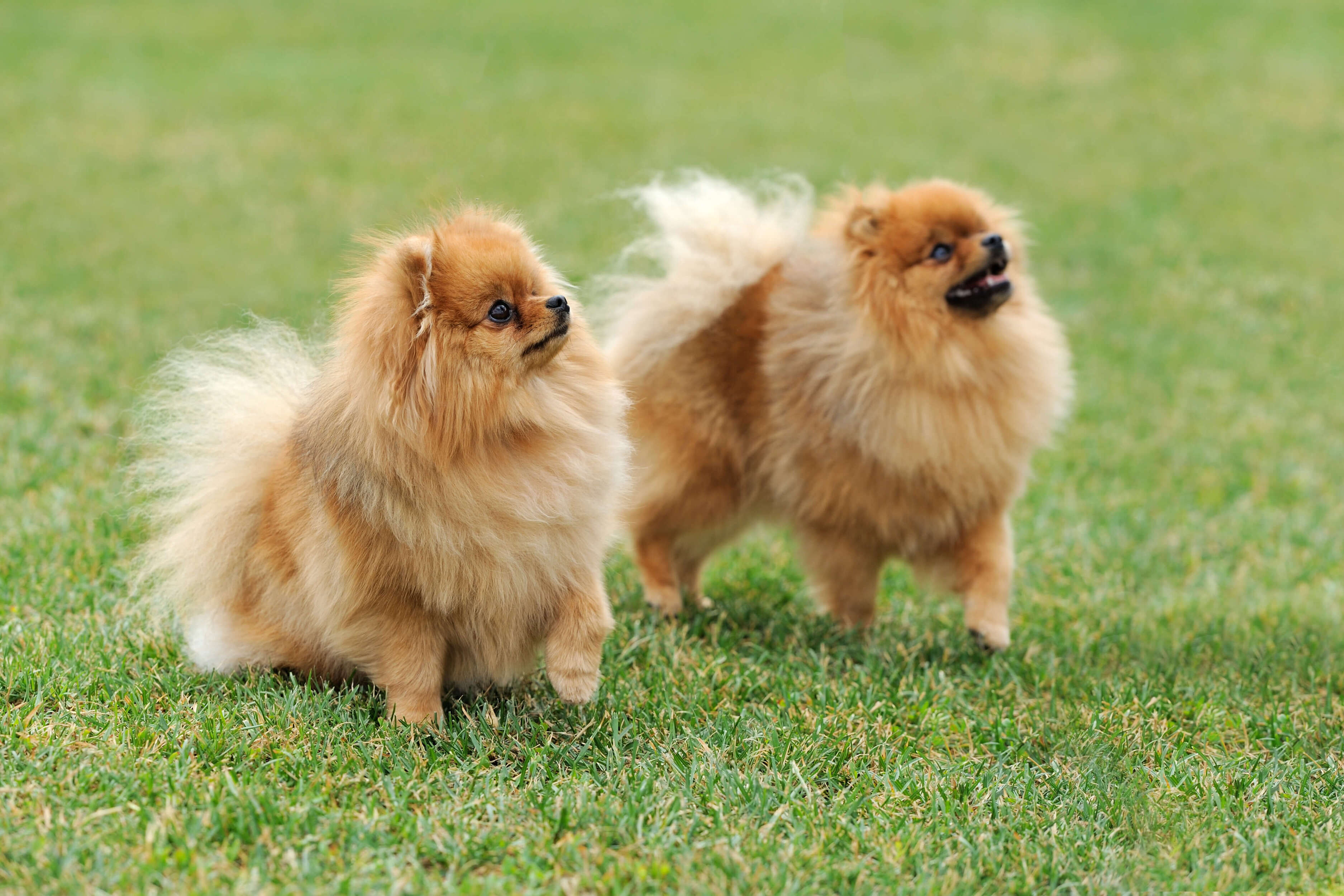 Cute Poms