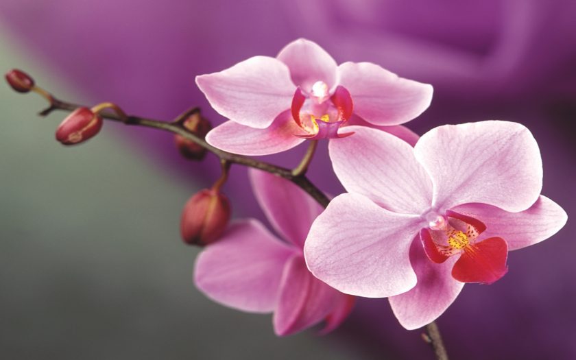 Orchid Flower