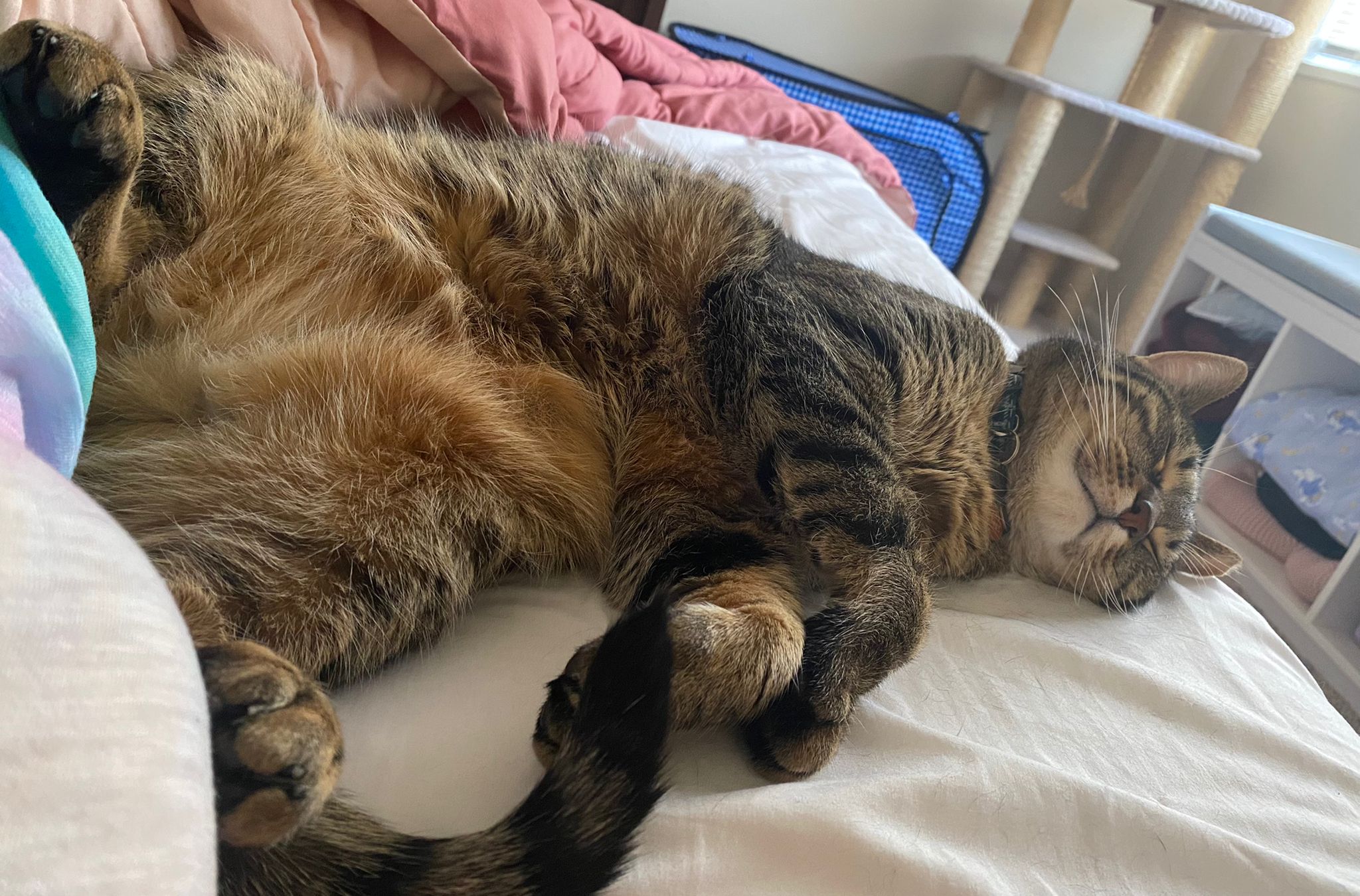 Picture of Tigrito (a cat)