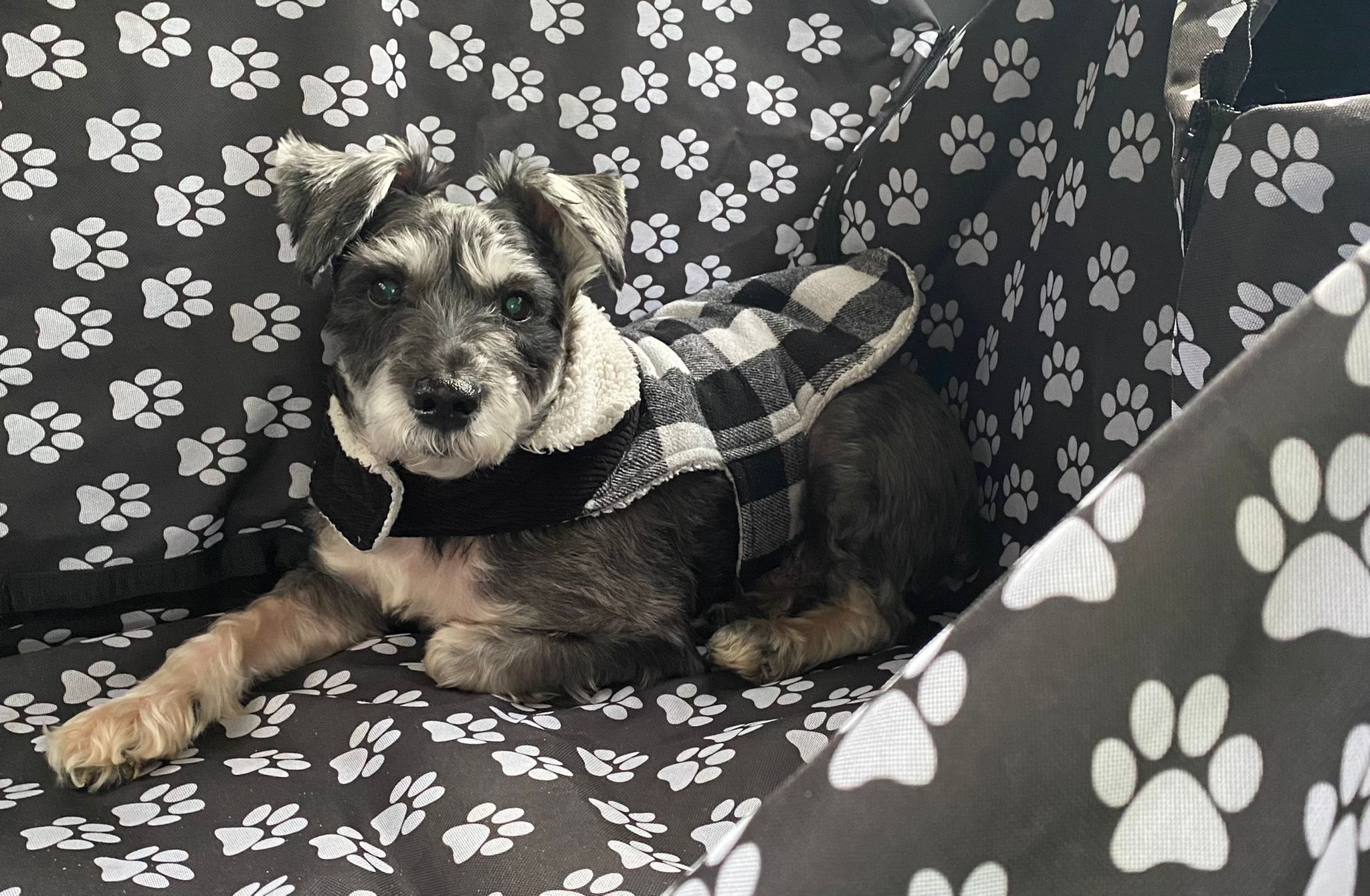 Picture of Itto (a dog)