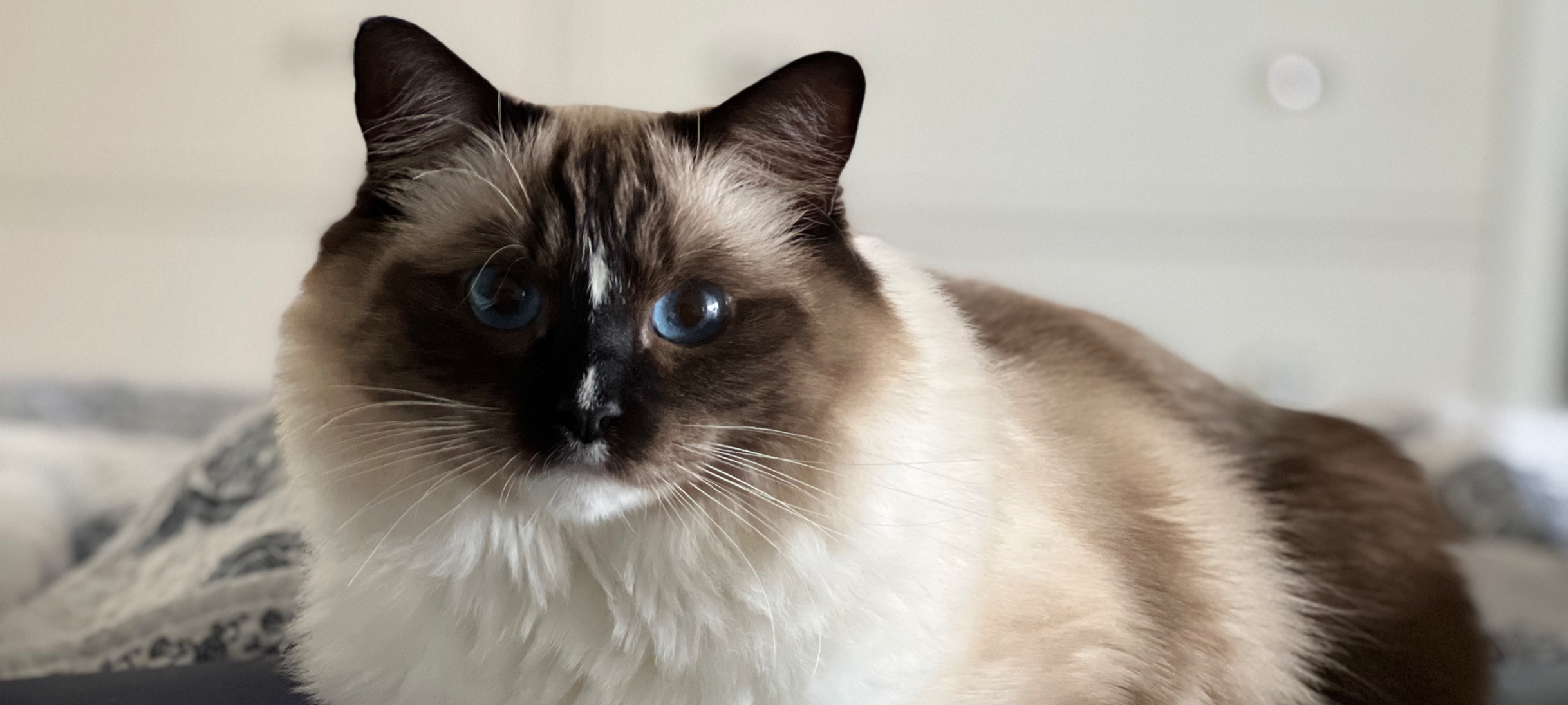 ragdoll blue eyes
