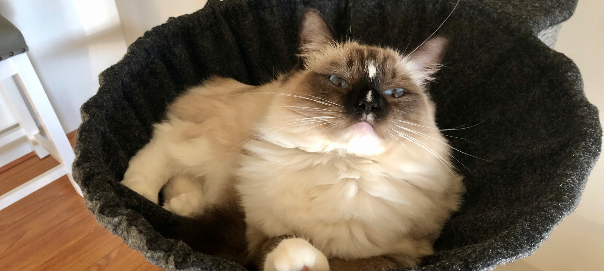 ragdoll cat care tips