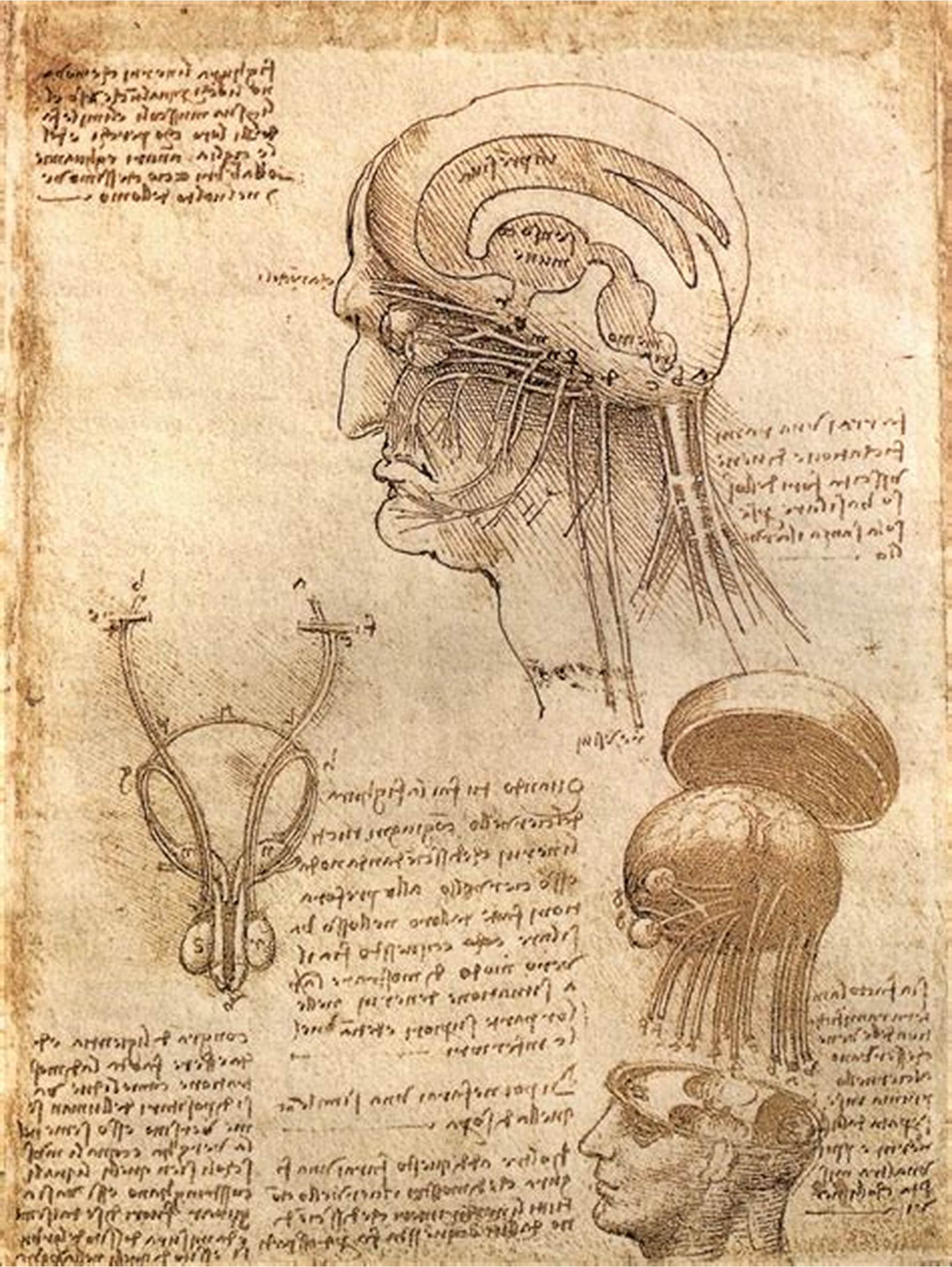 Da_Vinci_Brain_drawing