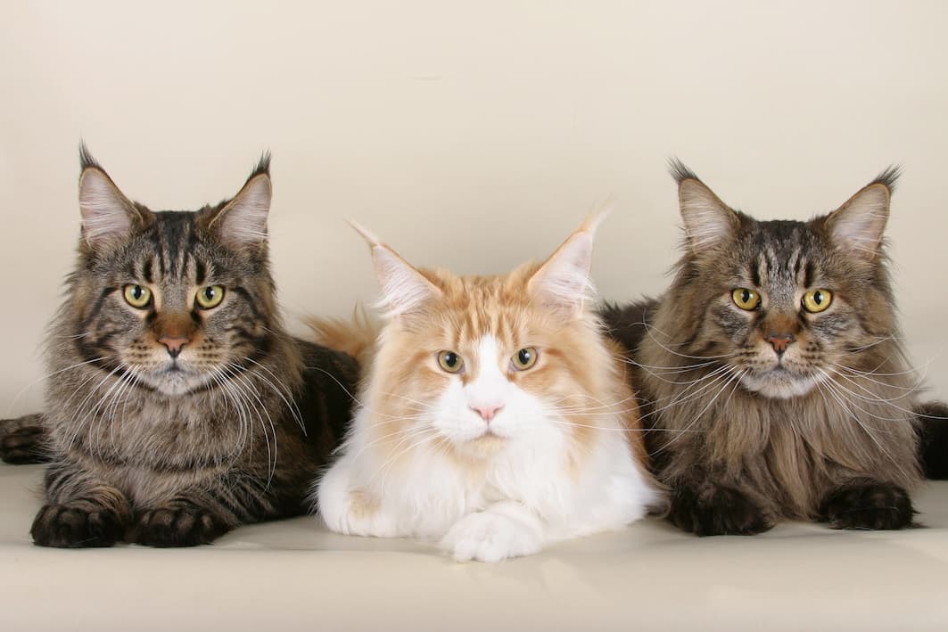 Main Coon Cats