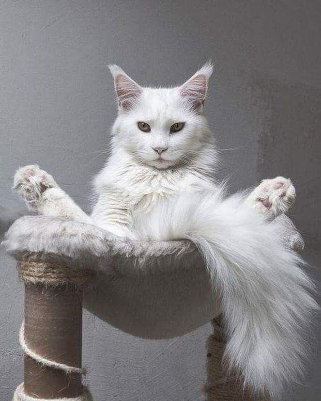 MainCoonCat-image