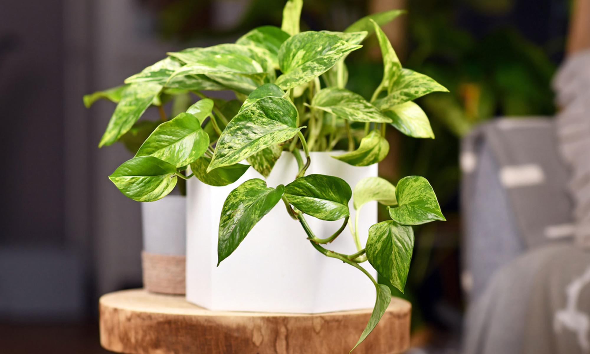 Image of a Golden Pothos