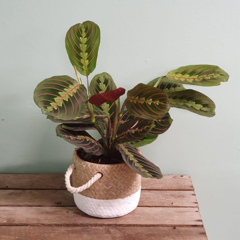 Image of a Prayer Plant