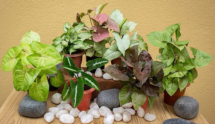 syngonium