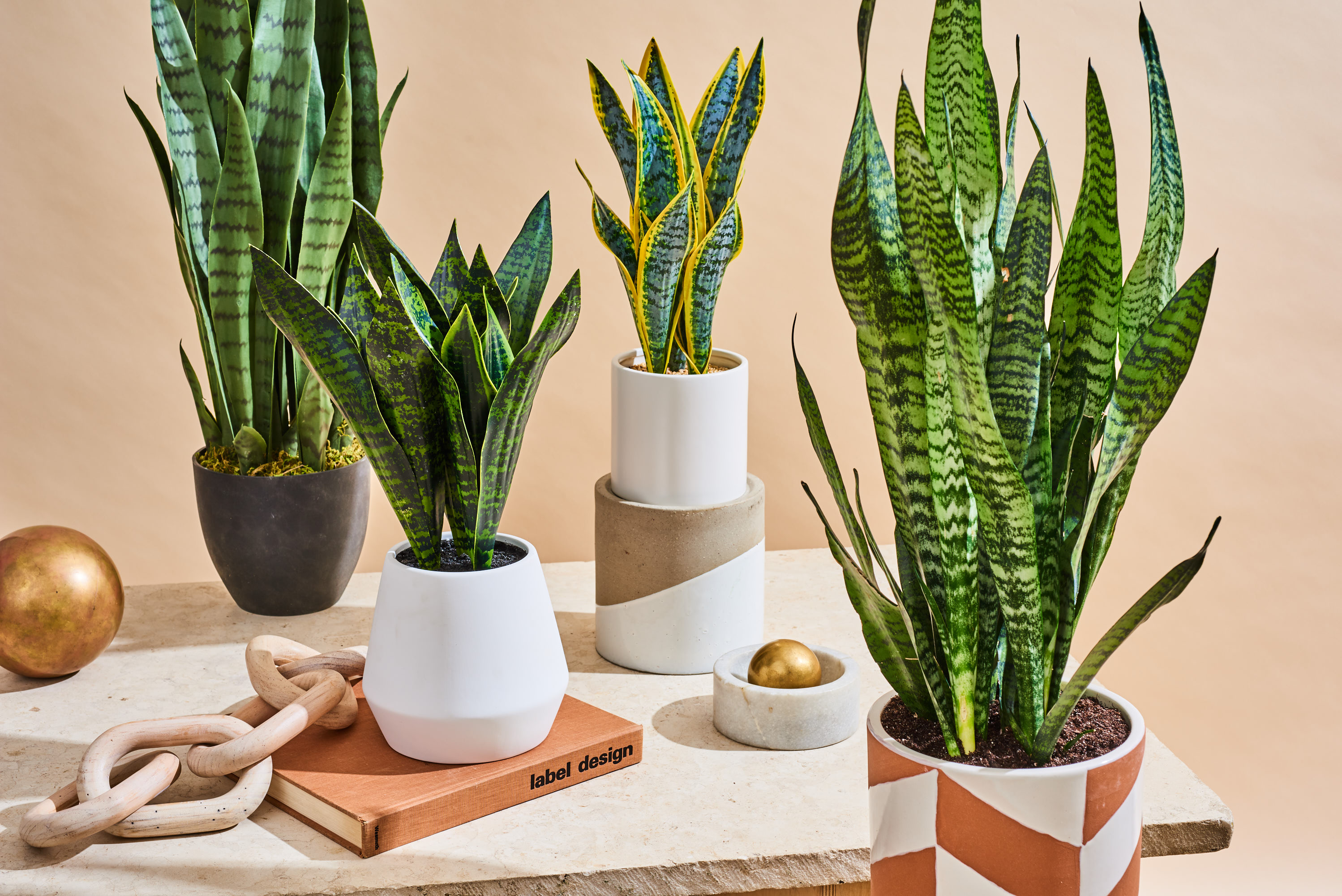 Different types of snake plants