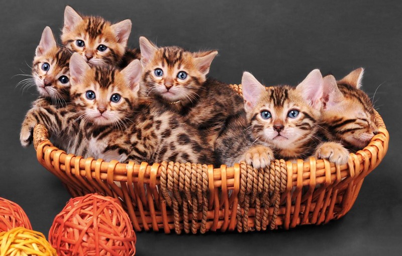 Bengal kittens