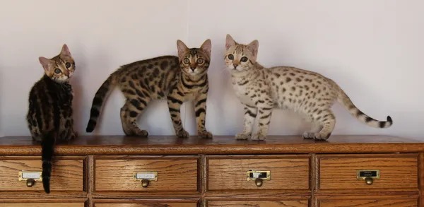 Wild bengal kittens