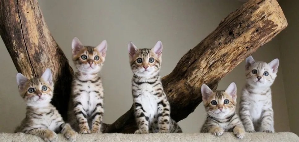 Wild bengal kittens