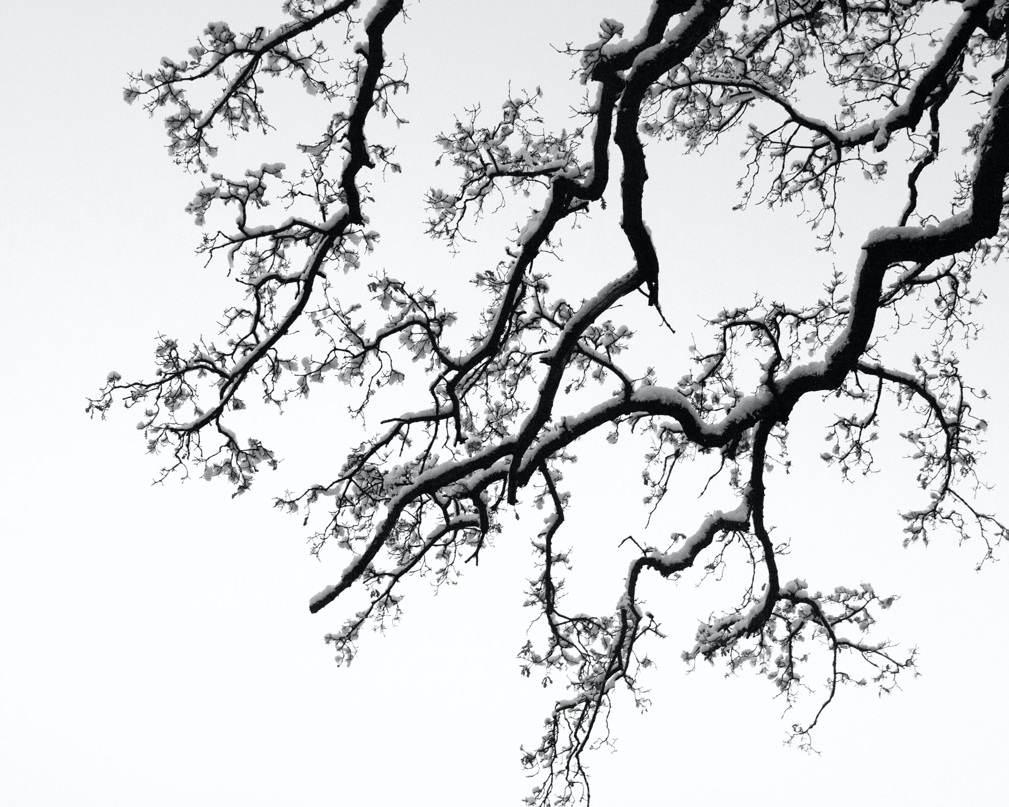 Fractal branches