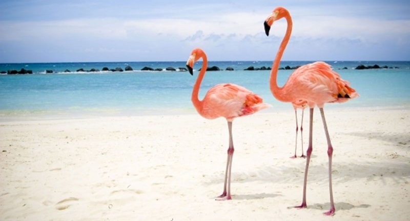 Flamingos leaving th lake