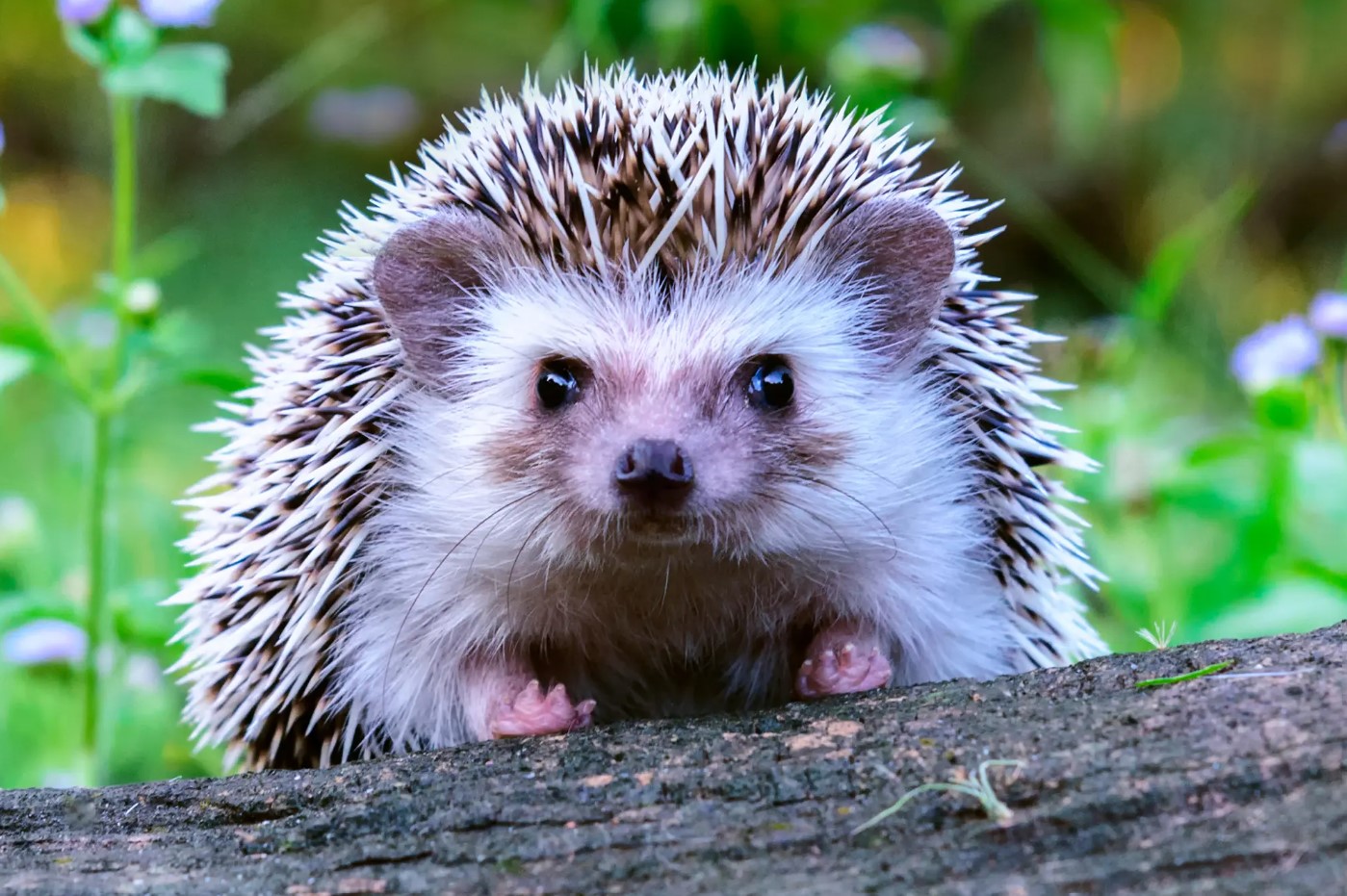 Hedgehog