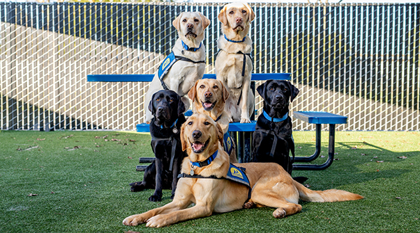 A group photo of an array of service dogs in all colors