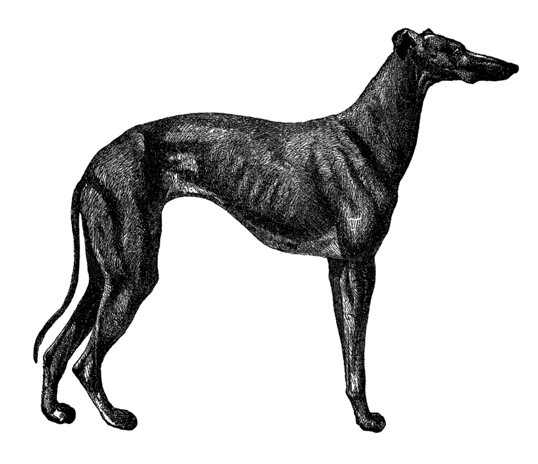 Greyhound