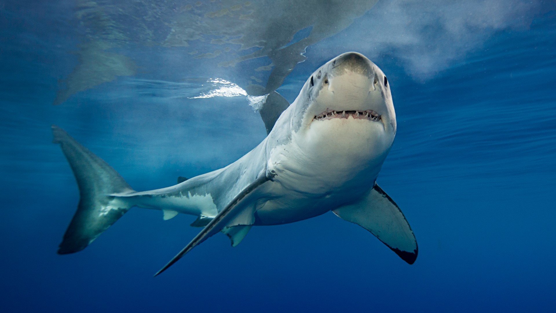 Great White Shark