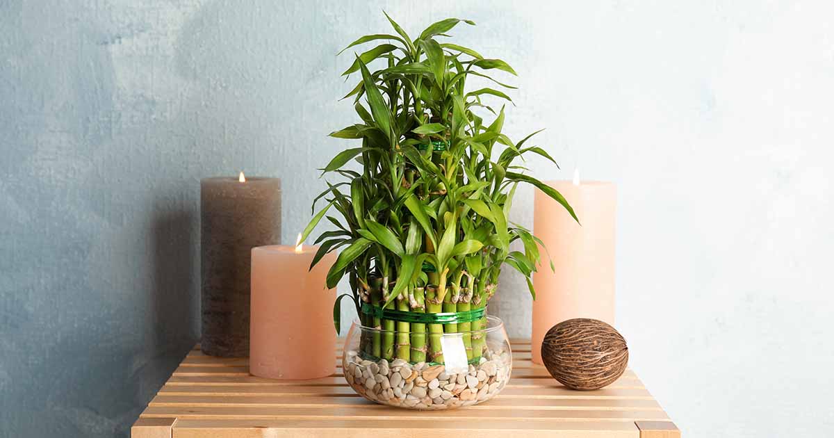 Bamboo Plant