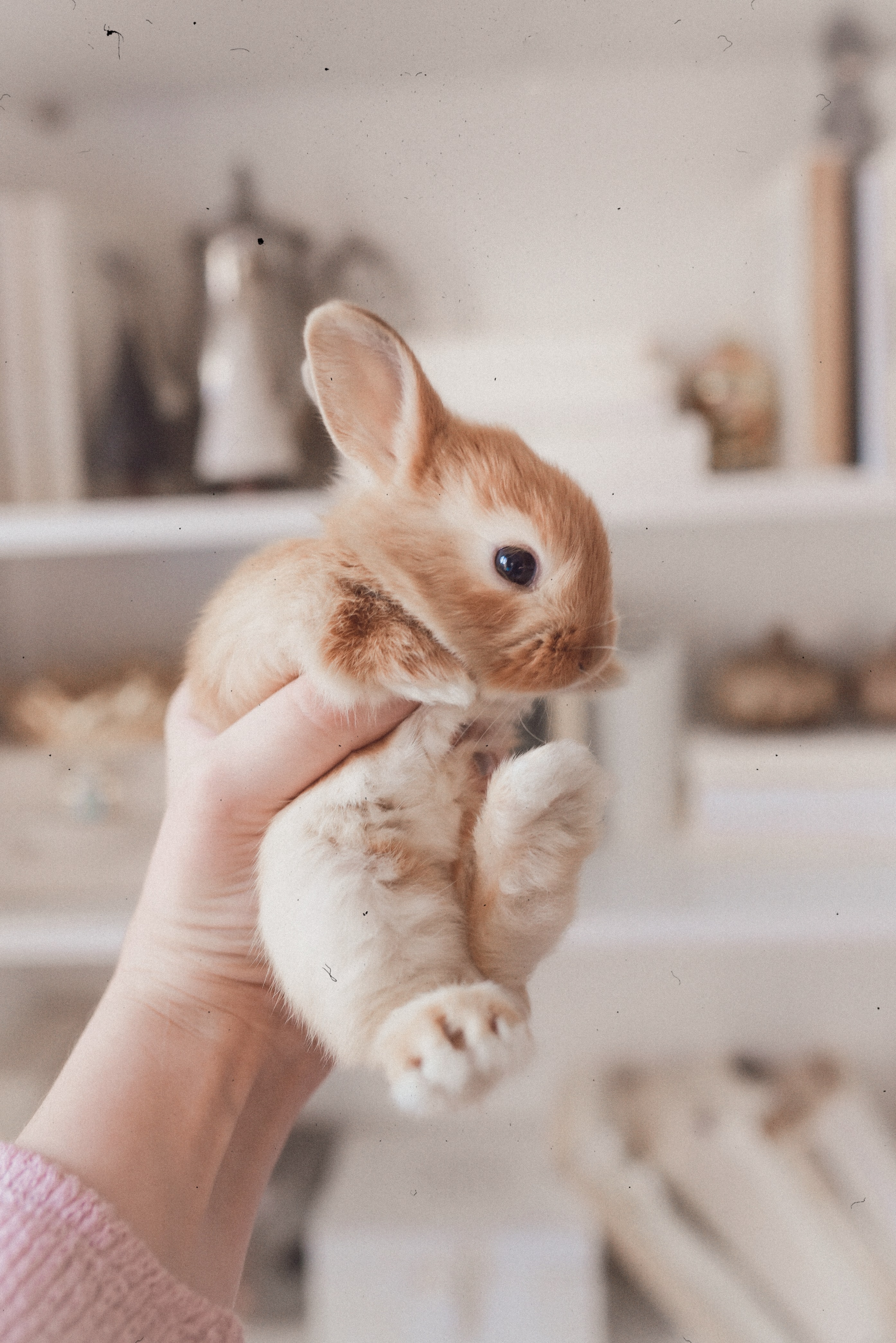 Cute Bunny