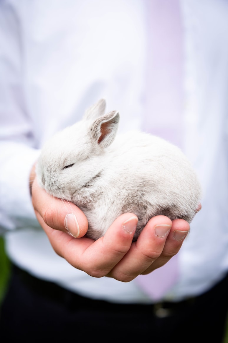  Hand holding a cute bunny