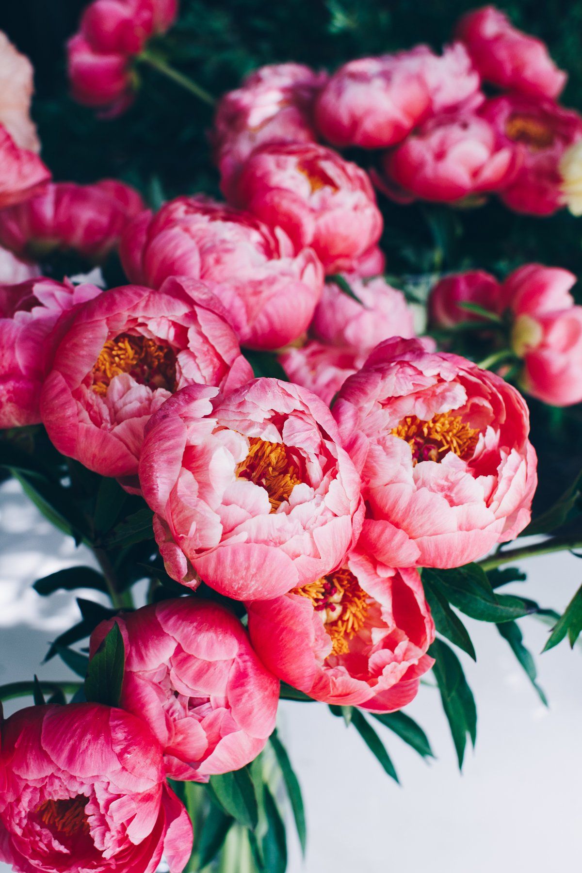 Pink Peonies