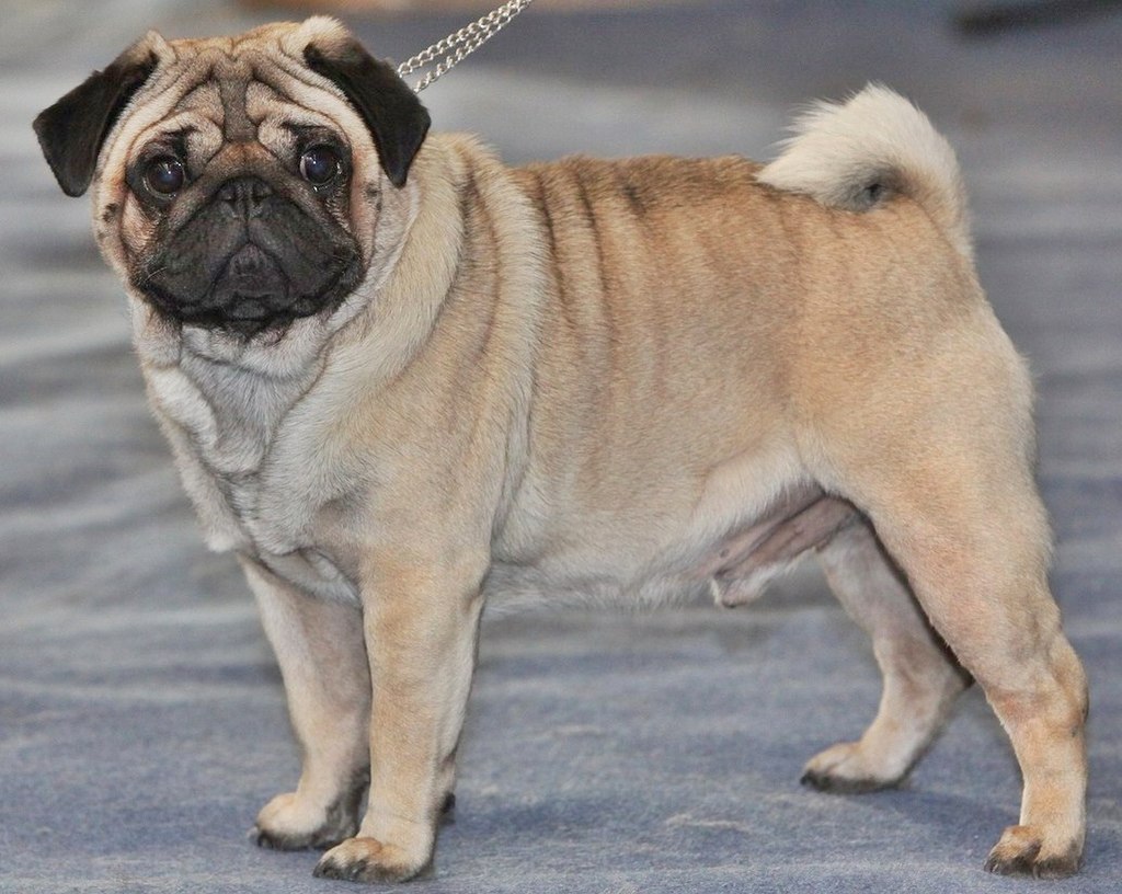 a pug