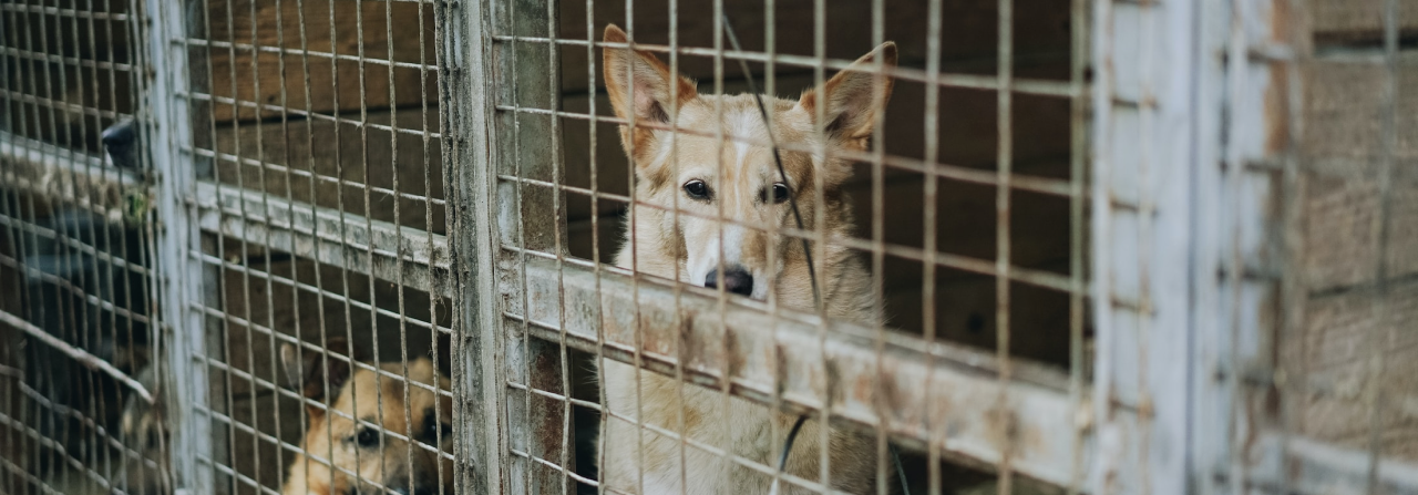 dog in cage