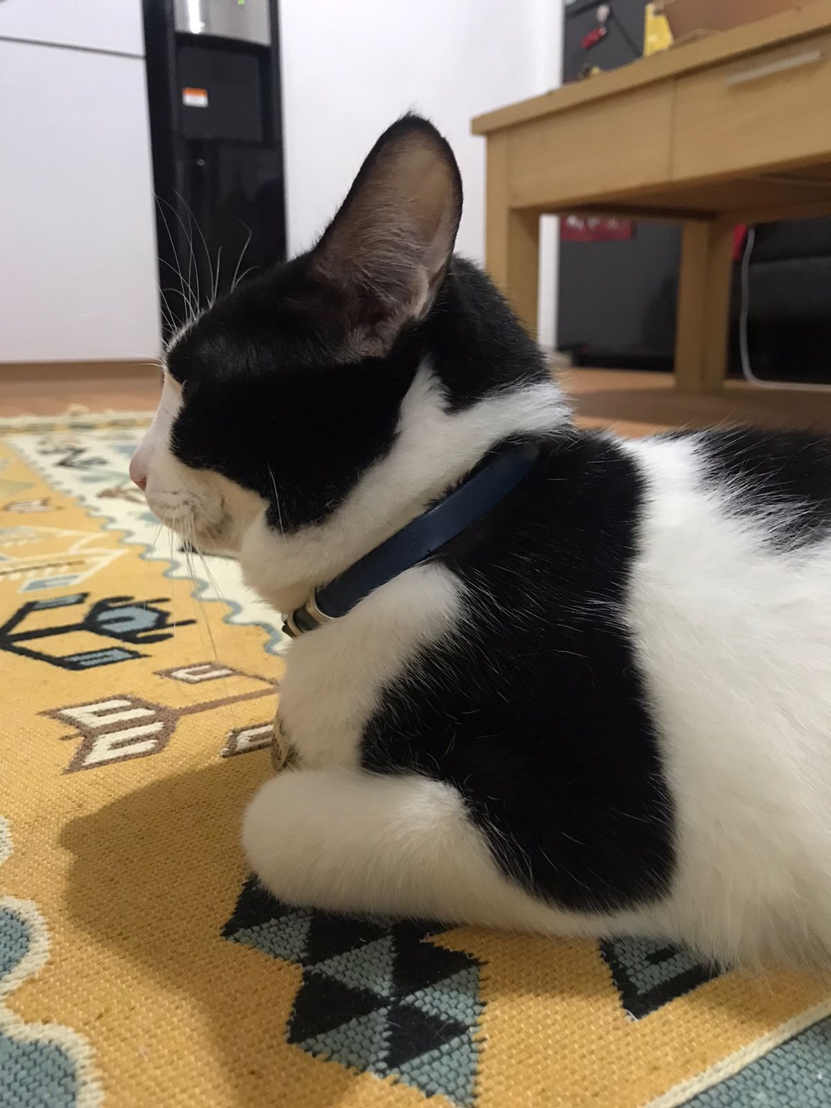 Boba the Cat is Sleeping