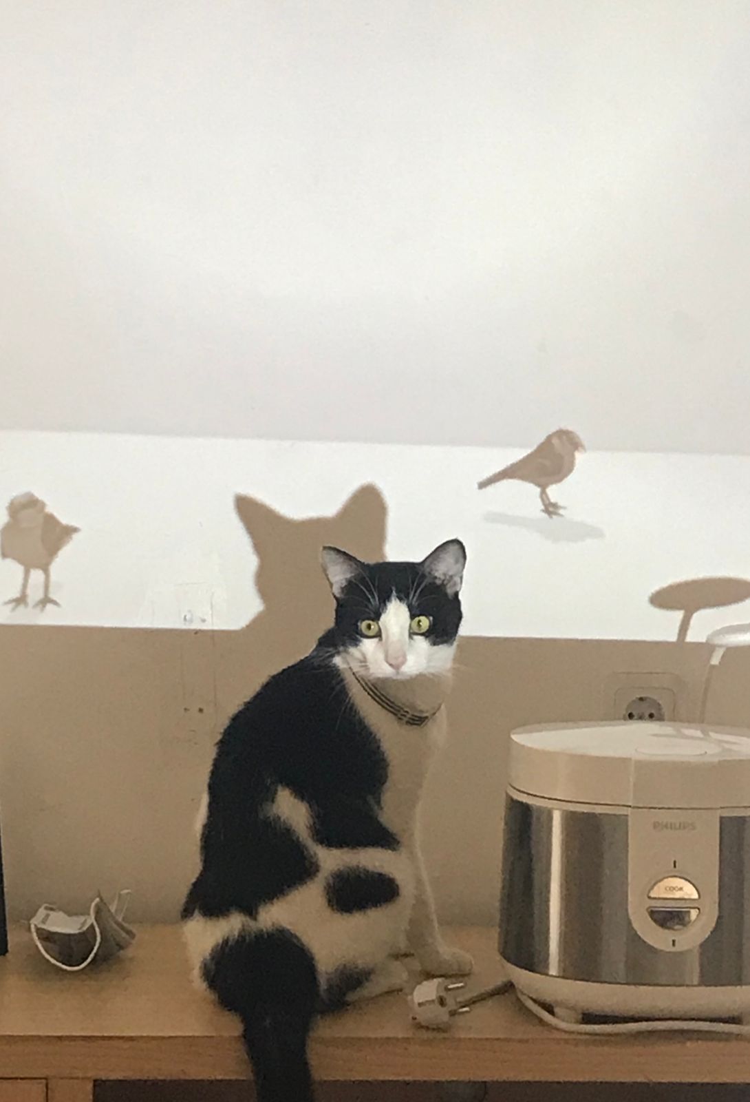 A Black and White Cat Sitting on a Ledge